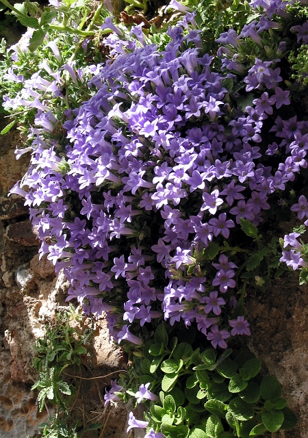 0187 bloemen monemvassia.JPG